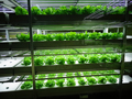 Mizutech Hydroponics