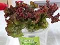 Salad lettuce in plastic cup